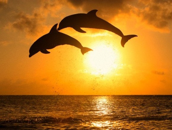 dolphin sunset pic 24 www dolphin24 org 52 kb 580 x 439 px